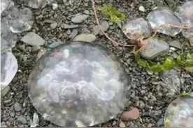 数千只水母被冲上英国海岸图片