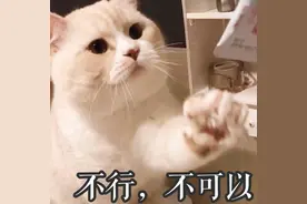 这几个信号，说明猫咪“恨你”，别不当回事图片