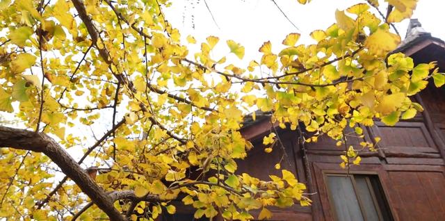 山村尽带黄金甲 古树银杏醉妥乐