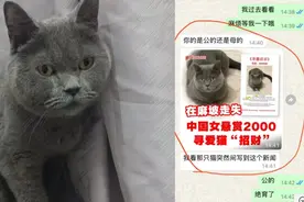 中国女子马来西亚丢了猫，悬赏几千元等了40天终于寻回图片