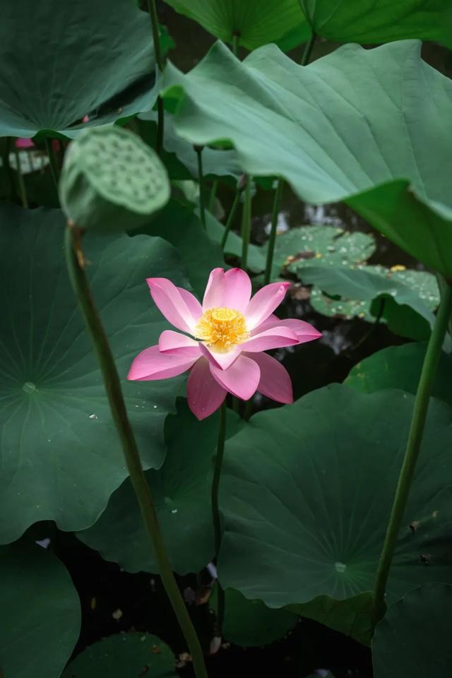 盛夏荷花，别有一番景致在北大