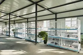 库尔勒市：小小观赏鸽“飞”向致富路图片