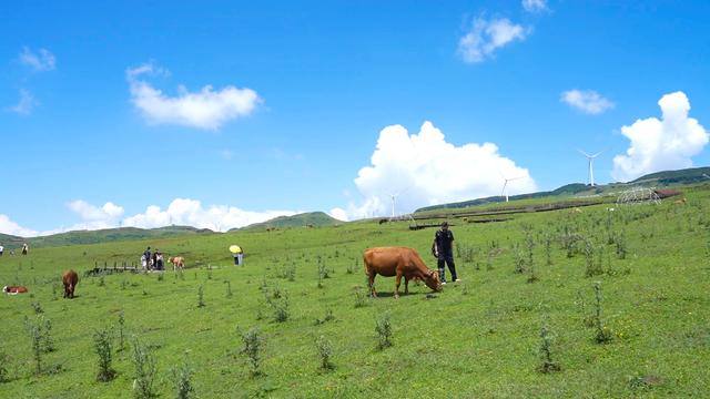 ​乌蒙大草原景区：迎来避暑旅游高峰，日均接待游客1万多人次