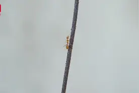 中国style！他们用四季与二十四节气命名28个蚂蚁新种图片