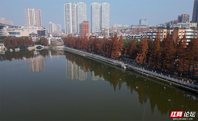 周末去哪？郴州北湖公园的红杉林已进入高光时刻