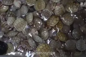 “异宠”不能随便“宠”！外来物种入侵风险需警惕图片