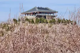 “上南森，看北京”！南苑森林湿地公园在春天里等您图片