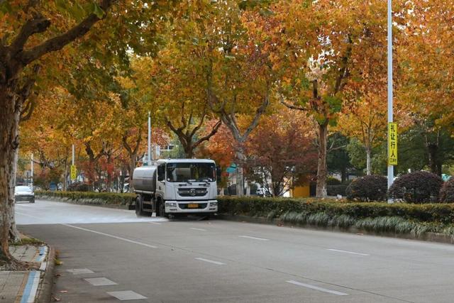 藏不住！秋天的莲都街头，绝美~