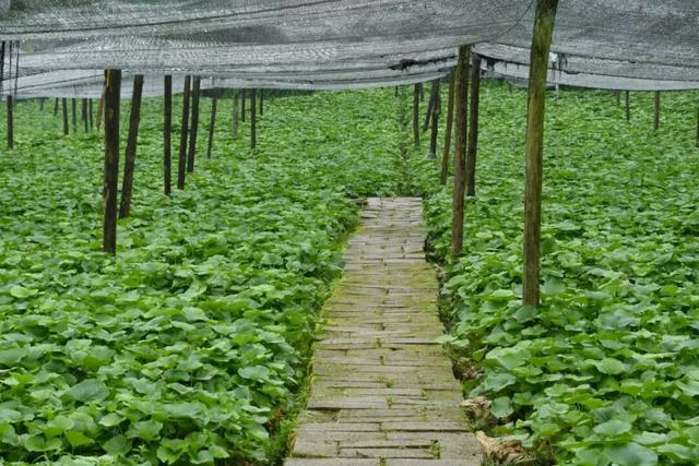 赤水河95公里的足迹滋养了昭通沿线152个村（社区）104.2万人