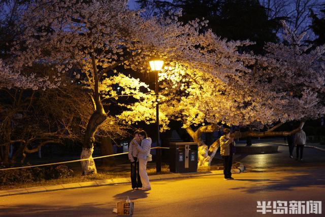 单樱盛放，夜游赏景正当时