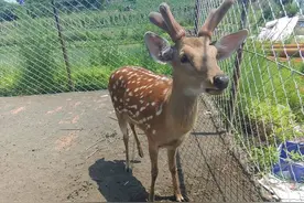 冲上热搜！38岁女子住进养老院，每月2000元包吃包住……图片