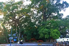 绿美英州·古树说④ | 广东十大最美古树，就在英德这条村！图片