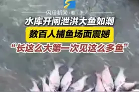 大鱼如潮！山东一水库开闸泄洪，近千人捕鱼场面震撼图片