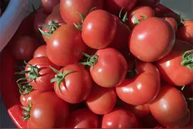 潍坊临朐：返乡创业“新农人”大棚种出“好光景”图片