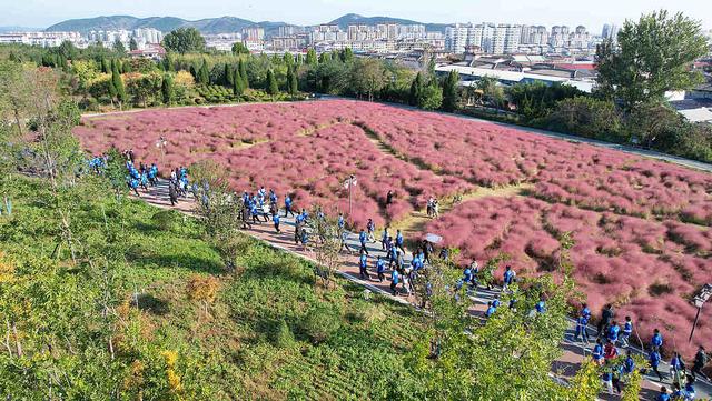临沂：粉黛乱子草盛开 市民游客置身粉色花海