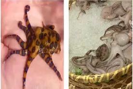 有剧毒，不能吃！严重可致命！图片