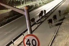 上海金山马路惊现7匹马，网友看呆：哪来的？警方火速赶到图片