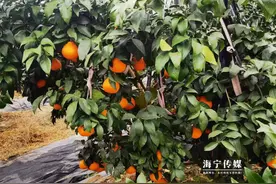 海宁90后小伙和他的“红美人”拿大奖啦图片