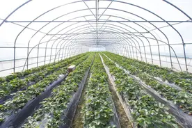 头茬上市！柘林镇冬季草莓价格亲民，走俏市场图片