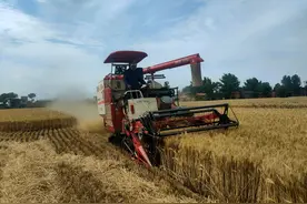 我省旱地小麦创高产新记录图片