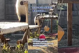 #祖国我想对您说 北京动物园大熊猫萌萌爬木梯萌翻众人图片