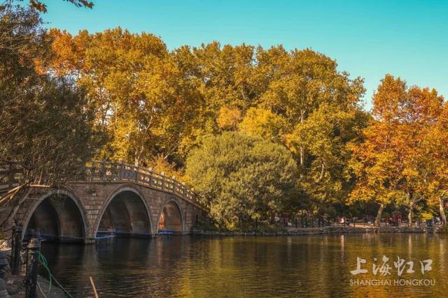 2000+地肤、450+枫树换上“秋装”！就在上海市中心这个免费公园→