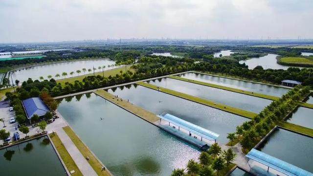 游上海松江 寻上海之根丨肉肥、膏黄、味鲜！来吃黄浦江大闸蟹，攻略码住