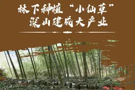 林下种植“小仙草” 深山建成大产业图片