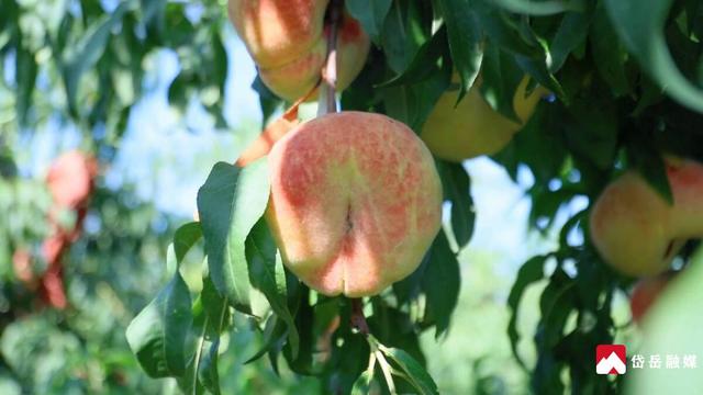 文化中国行丨寒露时节探访山东省泰安市岱岳区马庄镇：沃野凝香蜜桃醉秋