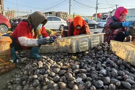 蛤蜊、毛蚶、海蛎子齐上岸，红岛码头一天上岸近十万斤海鲜图片