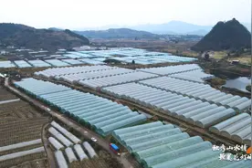 【乡村行 看振兴】独山县基长镇：白菜喜丰收 群众采摘忙图片