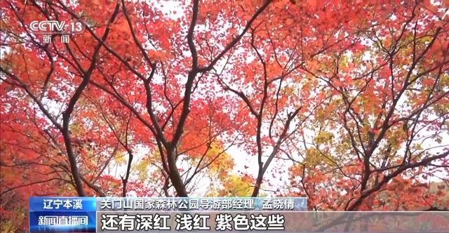 赏枫、品蟹、喝汤 霜降的仪式感拉满了~