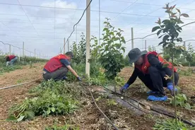 党建引领风帆劲 乡村振兴正当时——瑞众保险山东分公司开展暖心助农志愿服务活动图片