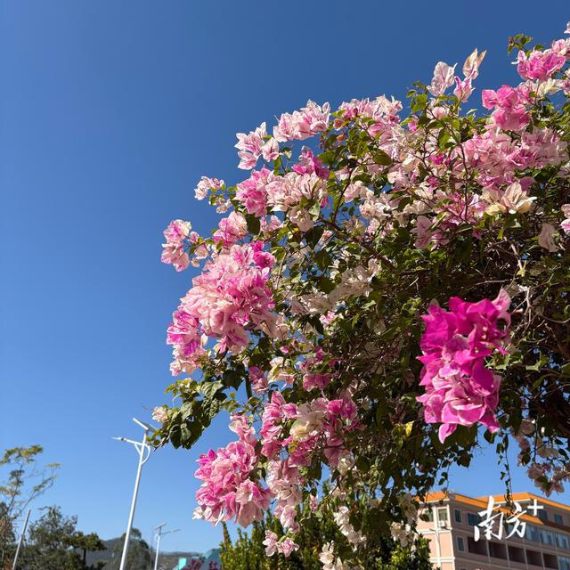 云浮冬日藏“春天”