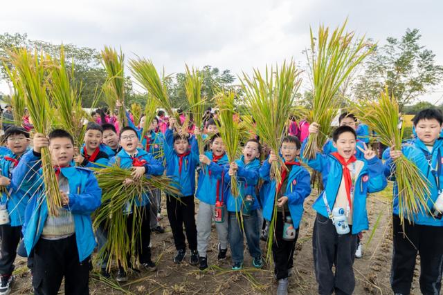 美哭！扬州稻田绝美秋景别错过～