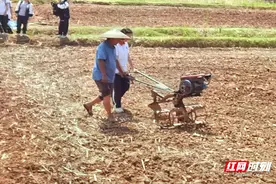 犁田、耕地、割油菜，桑植一中1000学子与“农耕”文化撞个满怀图片