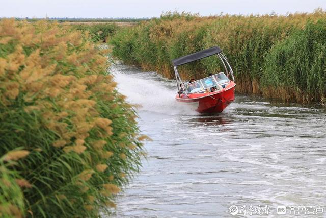 大河壮阔亮丽北疆|打卡乌梁素海：碧波芦苇间，邂逅生态之美