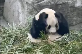 大熊猫被砸可乐吓到抱头，男子态度嚣张！警方回应图片