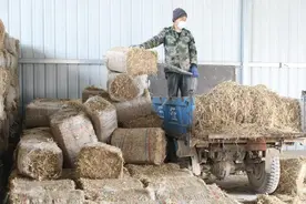 宜君料石坡村：集体经济养羊场 “羊”起致富新希望图片