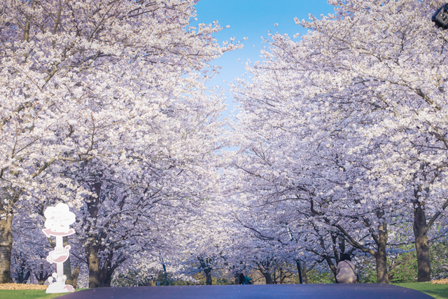 辰山樱花季开启！夜樱灯光秀、赏樱小火锅、国潮市集，收好这份赏花出片攻略~