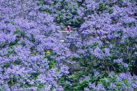 C视觉丨初夏限定“绝绝紫”！四川各地蓝花楹花开成“海”图片
