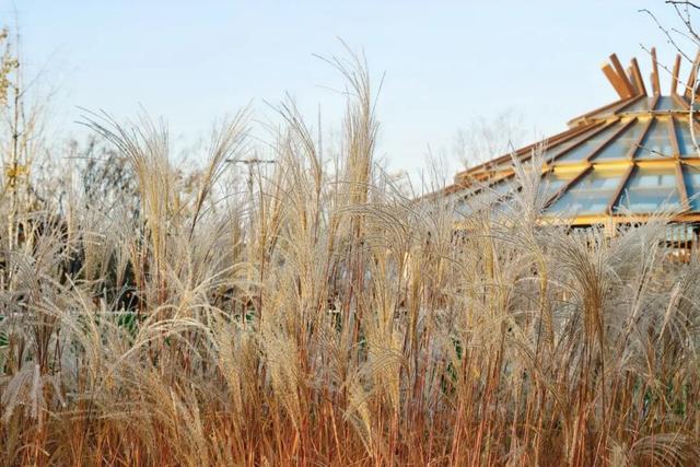 【美丽瀍河】走进霞光里的芦苇荡，聆听晚风絮语，畅游“毛茸茸”暖金花海！