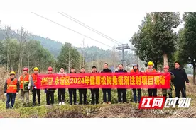 永定区林业局为松树打“预防针”图片