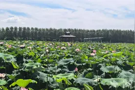 清甜爽口，武汉莲子俏销“岔着吃”图片