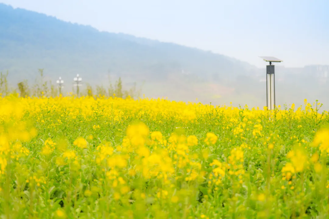 宜美家园 共同创造丨宜宾城区这片花海正在打造！预计呈现时间→