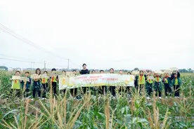 湖南浏阳永安镇200亩爆浆牛奶玉米成熟图片