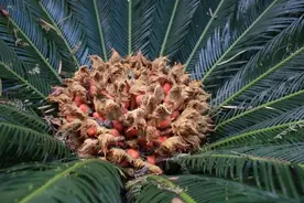 看见这种红果果，不要吃！图片