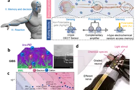西安交大研发出可化学调控的人工神经图片