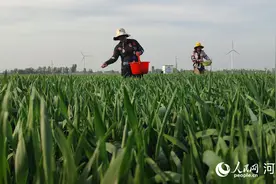 河南：小麦长得壮 肥要“跟得上”图片