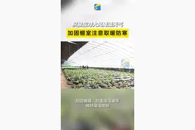 滨州无棣：积极应对大风降温天气 加固棚室注意取暖防寒图片